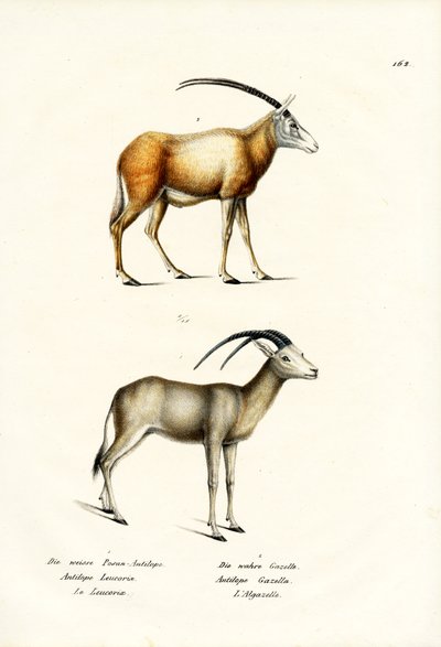 Arabian Oryx, 1824 by Karl Joseph Brodtmann